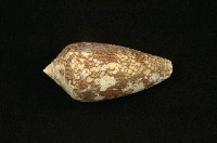 藏品(織錦芋螺)的圖片